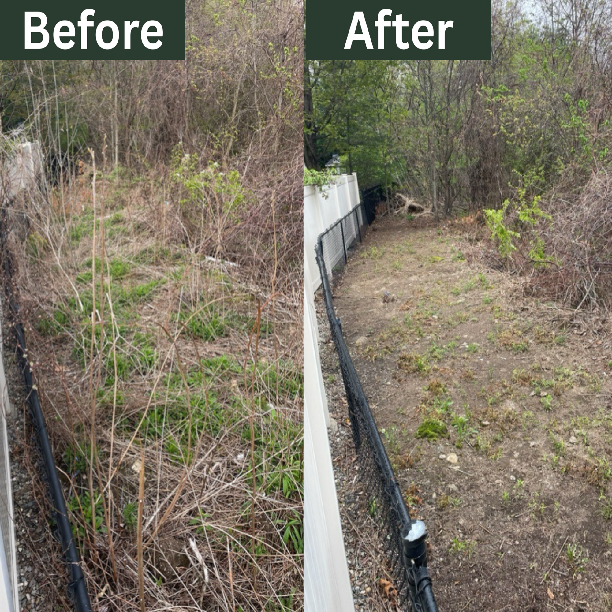 Overgrowth Cleanup Before & After