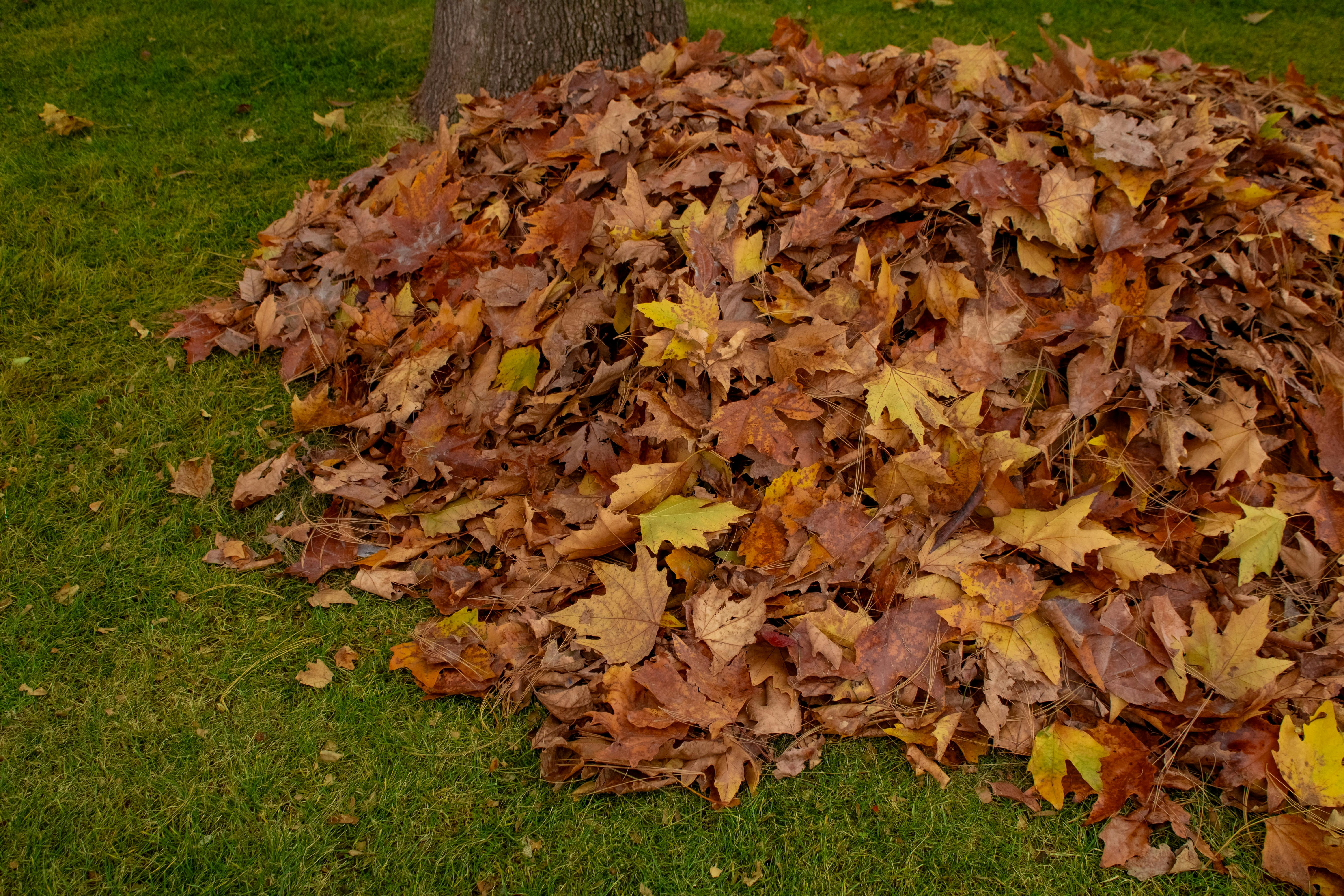 Spring & Fall Cleanup