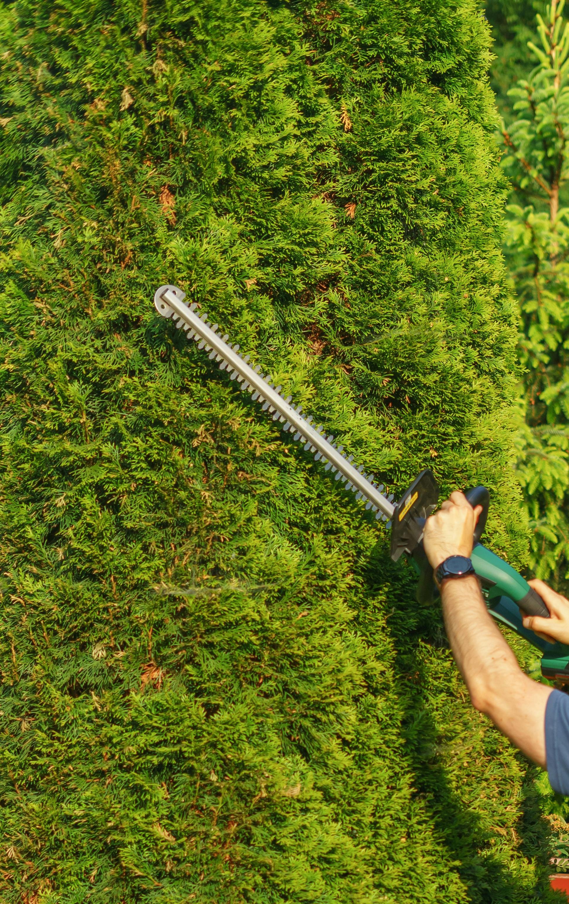 Shrub & Hedge Trimming